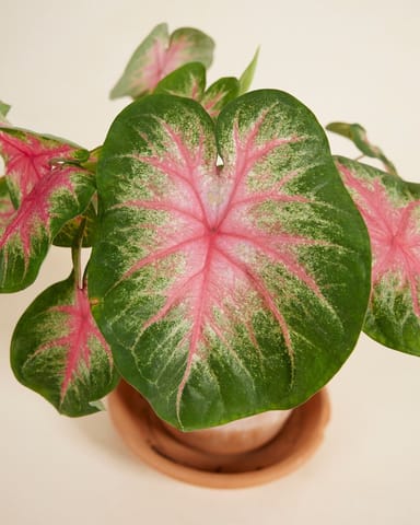 Baby Caladium Angel wings Caladium Knol - Rosebud