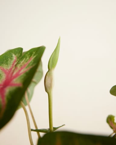 Baby Caladium Angel wings Caladium Knol - Rosebud