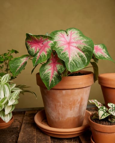 Baby Caladium Angel wings Caladium Knol - Rosebud