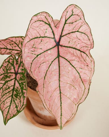 Baby Caladium Kaladie Caladium Tuber - Spring Fling