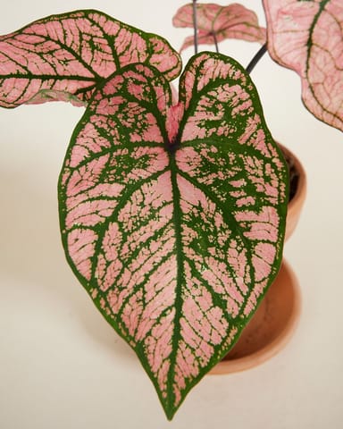 Baby Caladium Kaladie Caladium Tuber - Spring Fling