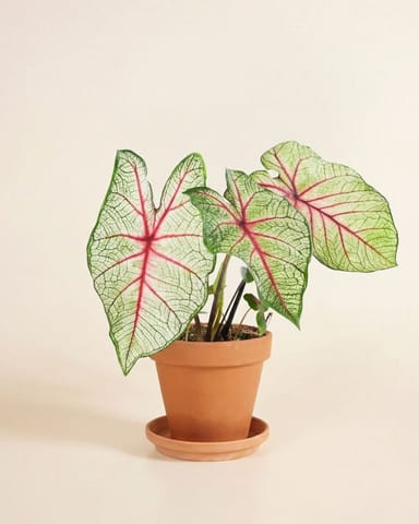 Baby Caladium Caladio Caladium Tuber - White Queen