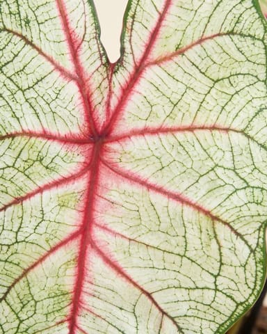 Baby Caladium Caladio Caladium Tuber - White Queen