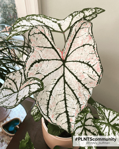 Baby Caladium Caladio Caladium Tuber - White Queen