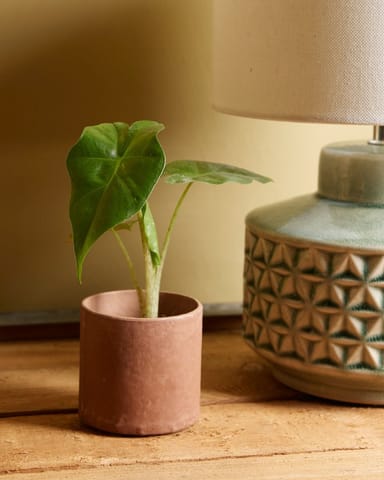 Baby Alocasia Elefantenohr Portodora