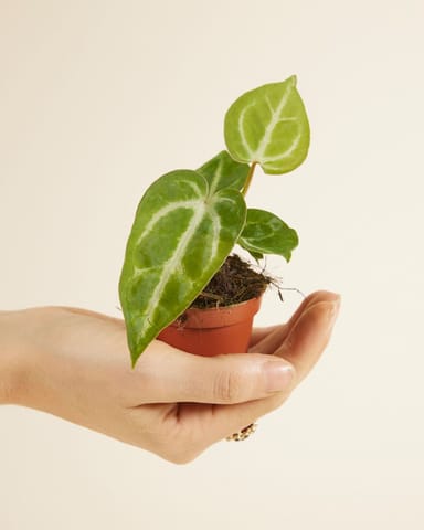 Baby Anthurium Flamingoplant Crystallinum