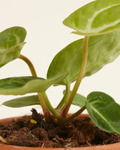 Baby Anthurium Flamingoplant Crystallinum
