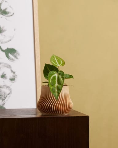 Baby Anthurium Flamingoplant Crystallinum