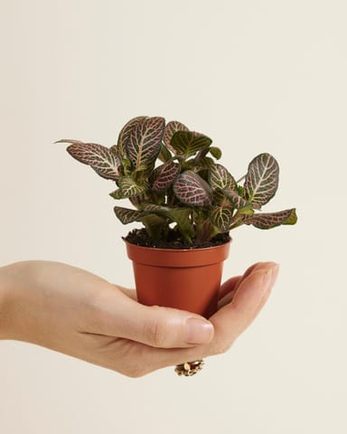 Bébé Fittonia Nerve plant Verschaffeltii Pink Forest Flame