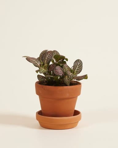 Bébé Fittonia Nerve plant Verschaffeltii Pink Forest Flame