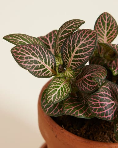 Bébé Fittonia Nerve plant Verschaffeltii Pink Forest Flame