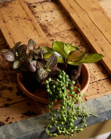 Bébé Fittonia Nerve plant Verschaffeltii Pink Forest Flame