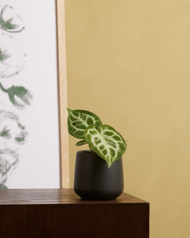 Bébé Anthurium Langue de feu Silver Blush