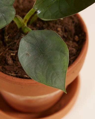 Baby Alocasia Elefantenohr Nebula