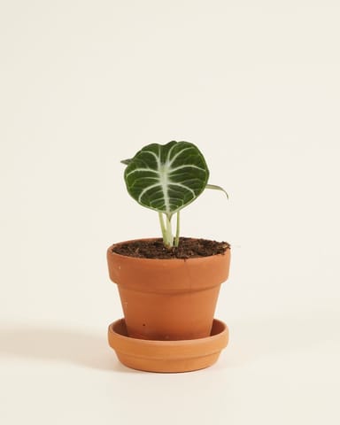 Bébé Alocasia Oreille d'éléphant Ninja