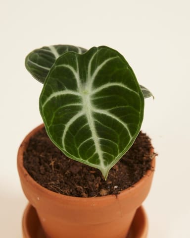 Bébé Alocasia Oreille d'éléphant Ninja