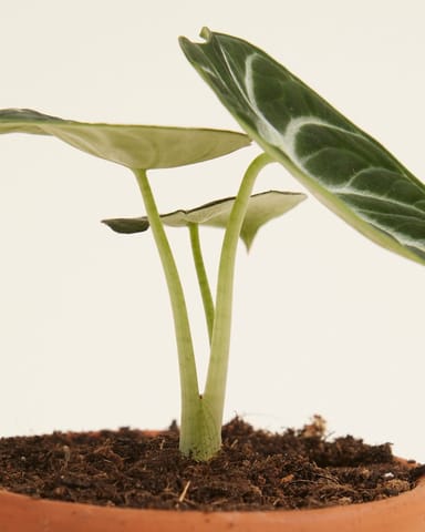 Bébé Alocasia Oreille d'éléphant Ninja
