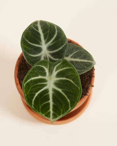 Bébé Alocasia Oreille d'éléphant Ninja