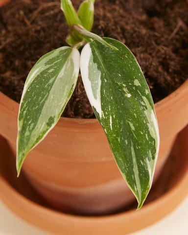 Baby Philodendron White Princess