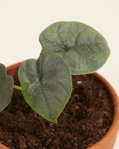 Baby Alocasia Elephant Ears Melo