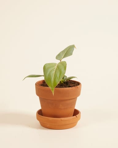 Baby Philodendron Gloriosum (dark form)