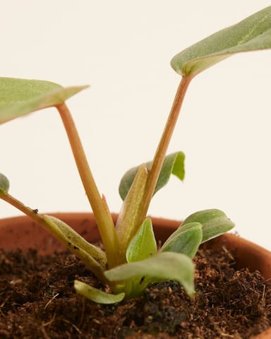 Baby Philodendron Gloriosum (dark form)
