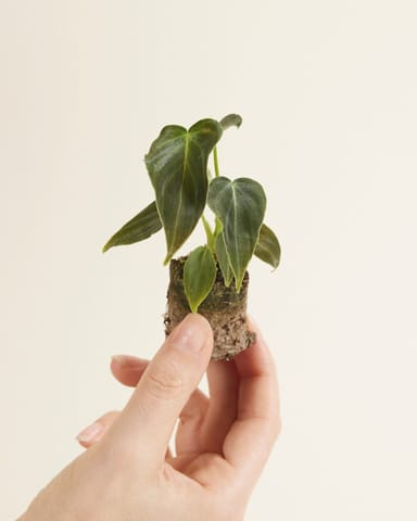 Baby Philodendron Baumfreund Splendid
