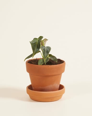 Baby Philodendron Baumfreund Splendid