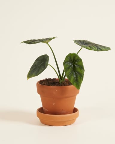 Baby Alocasia Elephant Ears Sinuata