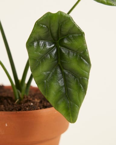 Baby Alocasia Elephant Ears Sinuata
