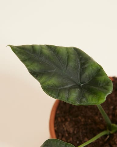 Baby Alocasia Elephant Ears Sinuata