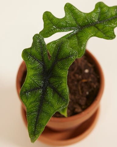 Baby Alocasia Elephant Ears Jacklyn