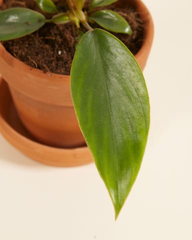 Baby Philodendron Mayoi