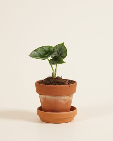 Bébé Alocasia Oreille d'éléphant Reversa