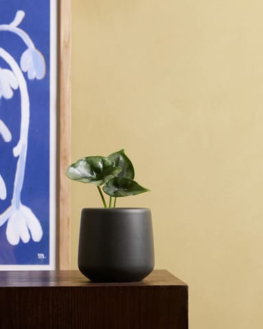 Bébé Alocasia Oreille d'éléphant Reversa