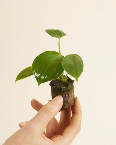 Baby Philodendron Filodendro Pittieri