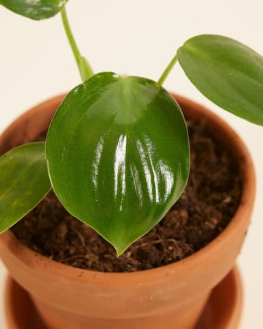 Baby Philodendron Filodendro Pittieri