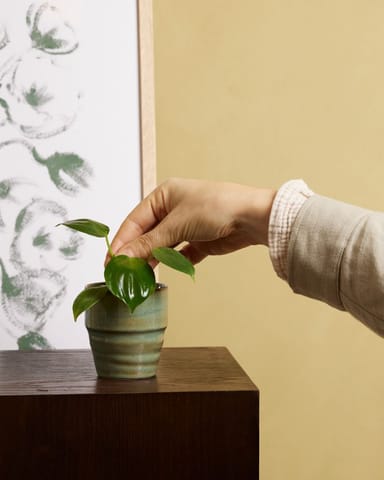 Baby Philodendron Filodendro Pittieri