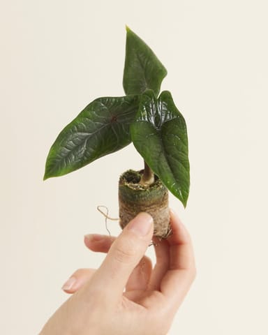Baby Alocasia Elephant Ears Scalprum