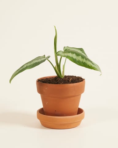 Baby Schismatoglottis Wallichii