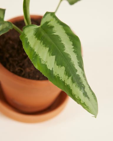 Baby Schismatoglottis Wallichii