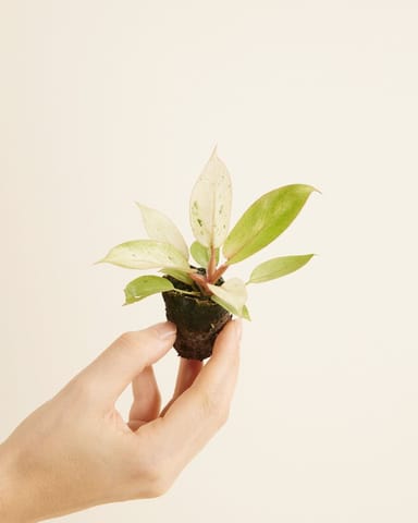 Bébé Philodendron Snowdrift