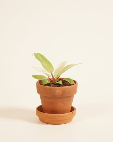 Bébé Philodendron Snowdrift