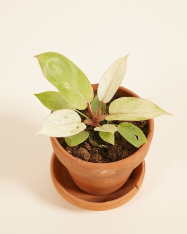 Bébé Philodendron Snowdrift
