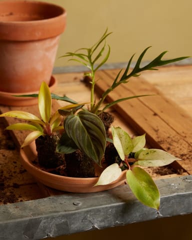 Bébé Philodendron Snowdrift