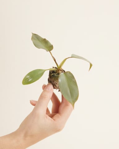 Baby Philodendron Filodendro Atabapoense
