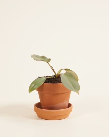 Baby Philodendron Filodendro Atabapoense