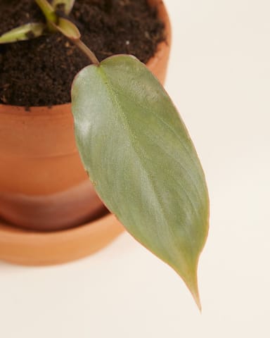 Baby Philodendron Filodendro Atabapoense