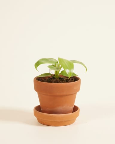 Baby Philodendron Baumfreund Golden Violin