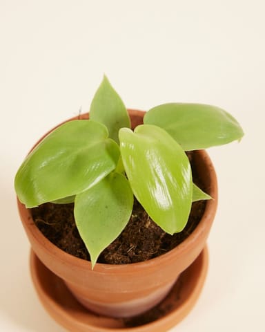 Baby Philodendron Baumfreund Golden Violin